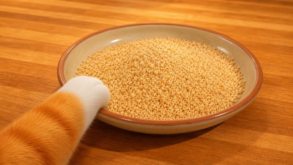 A cat’s paw reaching into a wide dish of fine dry breadcrumbs.